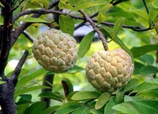 Mơ thấy quả na là điềm báo điều gì?