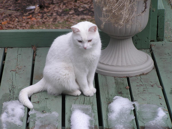 Nằm mơ thấy mèo trắng điềm báo gì sắp đến?