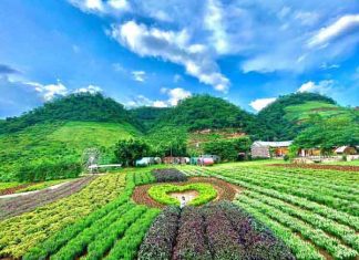 4. Mộc Châu – Vùng đất của những đồng cỏ và hoa trái