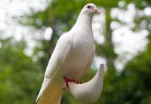 Giải mã giấc mơ thấy chim bồ câu ẩn chứa điều gì?