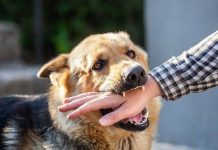 Mơ thấy chó cắn là điềm báo gì? Đánh con số mấy