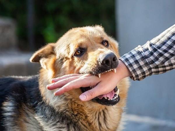 Mơ thấy chó cắn là điềm báo gì? Đánh con số mấy