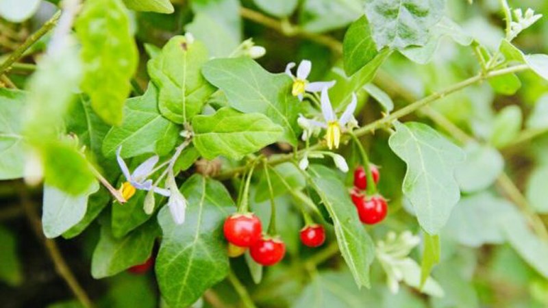 Cây cà gai leo – Tăng cường chức năng gan, giảm viêm