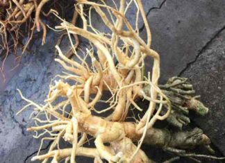 6 cây thuốc Nam chữa liệt dương được dùng phổ biến nhất