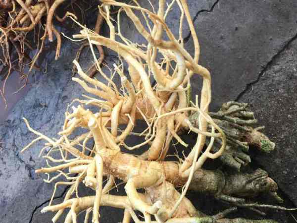 Cây đinh lăng – nhân sâm của người việt