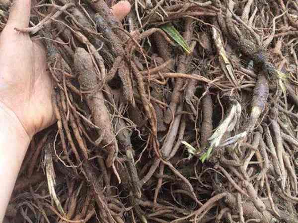 Rễ cau – vị thuốc nam tăng cường sinh lý