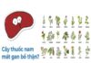 cây thuốc nam mát gan bổ thận
