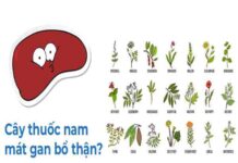 cây thuốc nam mát gan bổ thận