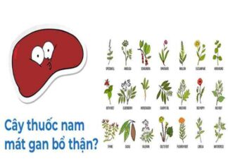 cây thuốc nam mát gan bổ thận