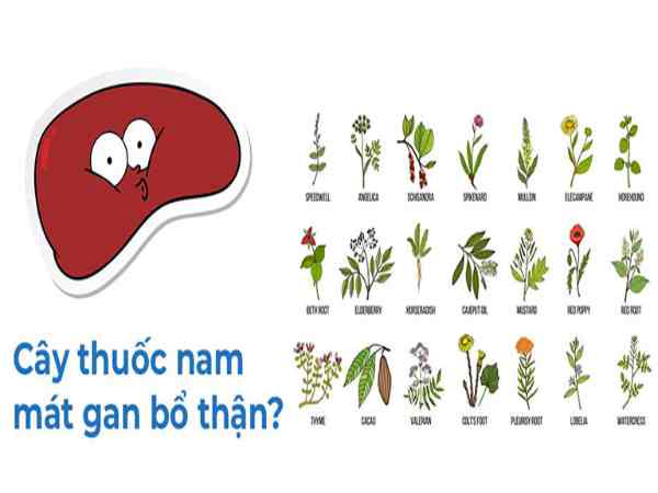 Vì sao nên dùng cây thuốc Nam mát gan bổ thận?
