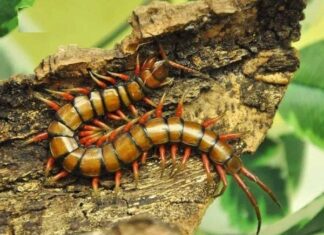 Con rết số mấy, mang ý nghĩa gì theo tâm linh phong thủy