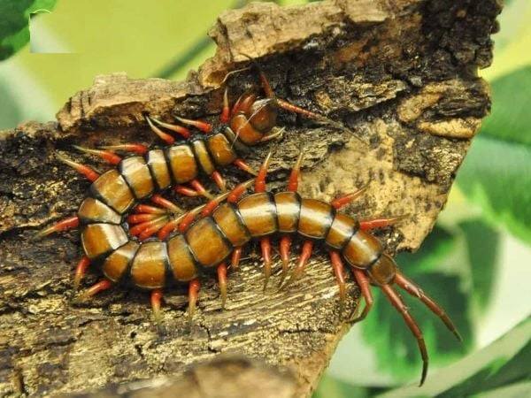 Con rết số mấy theo quan niệm dân gian ?