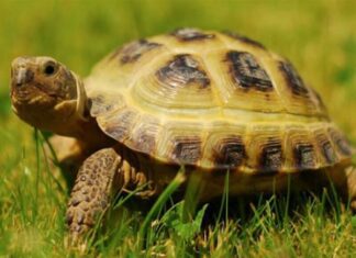 Con rùa số mấy, Ý nghĩa con rùa theo trong phong thuỷ tâm linh