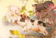 Hé lộ số phát tài tuổi Hợi 20/12/2025 dễ đón lộc lớn Hé lộ số phát tài tuổi Hợi 20/12/2025 dễ đón lộc lớn