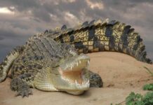 cá sấu số mấy