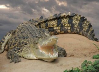 Ý nghĩa con cá sấu số mấy liên quan trong văn hóa dân gian cá sấu số mấy