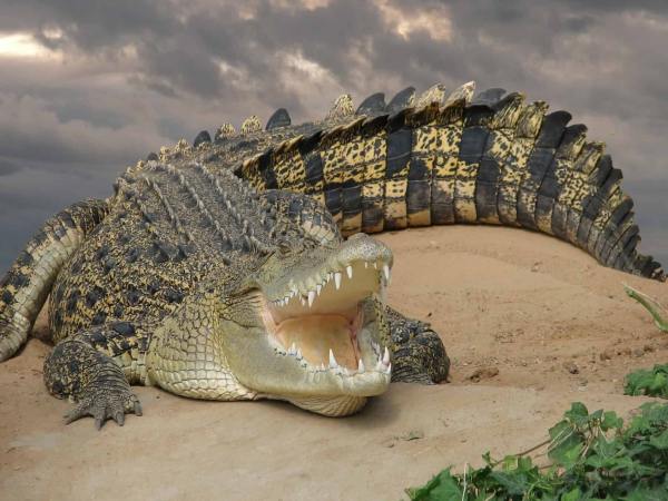 cá sấu số mấy