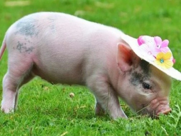 Ý nghĩa con lợn trong phong thủy Ý nghĩa con lợn trong phong thủy