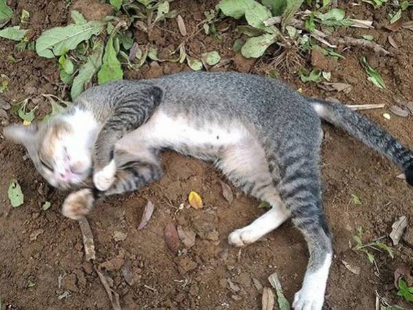 Mèo bị chết là điềm gì? Ý nghĩa tâm linh theo quan niệm dân gian