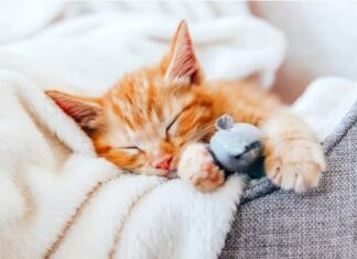 Con mèo chết số mấy? Giải mã điềm báo và con số liên quan