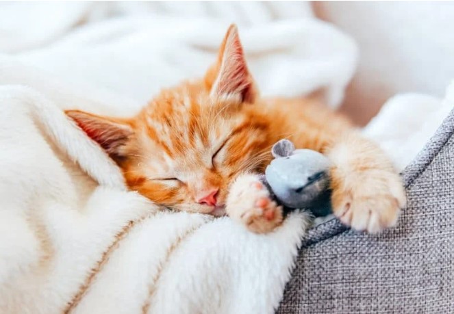 Con mèo chết số mấy? Luận số theo dân gian và giấc mơ