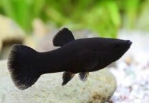 Mộng thấy cá đen bơi trong nước