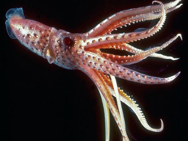 Mơ thấy con mực khổng lồ