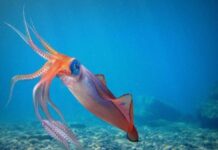 mơ thấy con mực