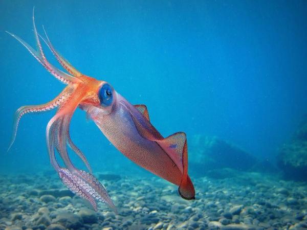 Ý nghĩa chung khi mơ thấy con mực