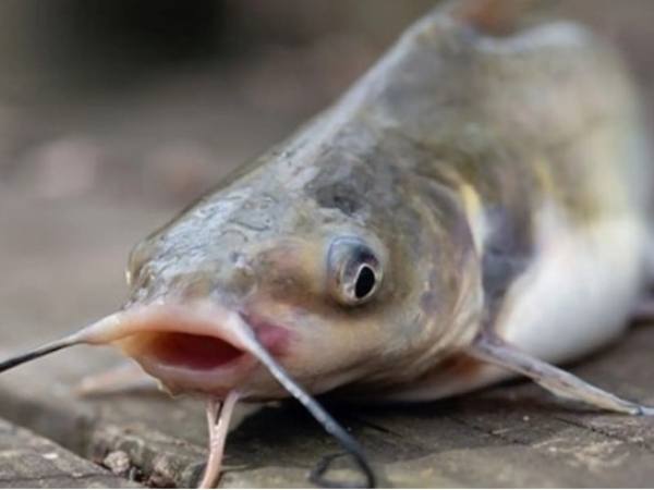 Mơ thấy cá trê là điềm báo gì?