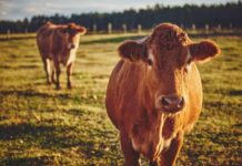 Sự thật bất ngờ khi nằm mơ thấy con bò là điềm gì? Mơ thấy đàn bò