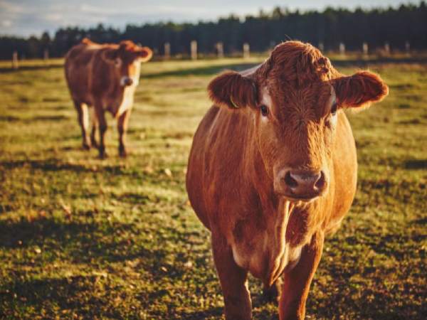 Mơ thấy đàn bò