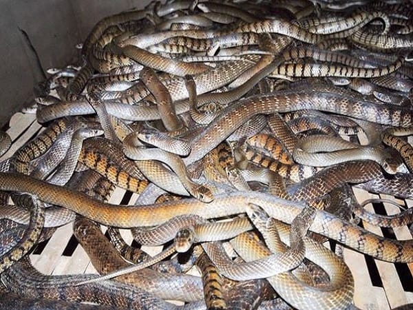 Giải mã chi tiết các mơ thấy nhiều rắn trong nhà là điềm gì?