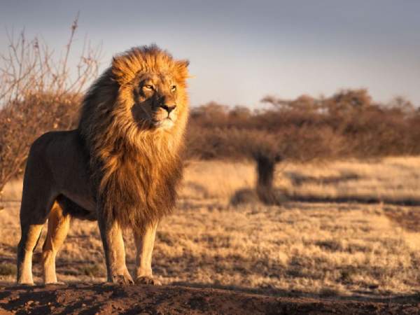 Lý giải nằm mơ thấy sư tử là điềm gì? Tốt hay xấu khó tin