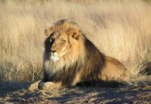 Lý giải nằm mơ thấy sư tử là điềm gì? Tốt hay xấu khó tin Mộng thấy sư tử hiền lành, thân thiện